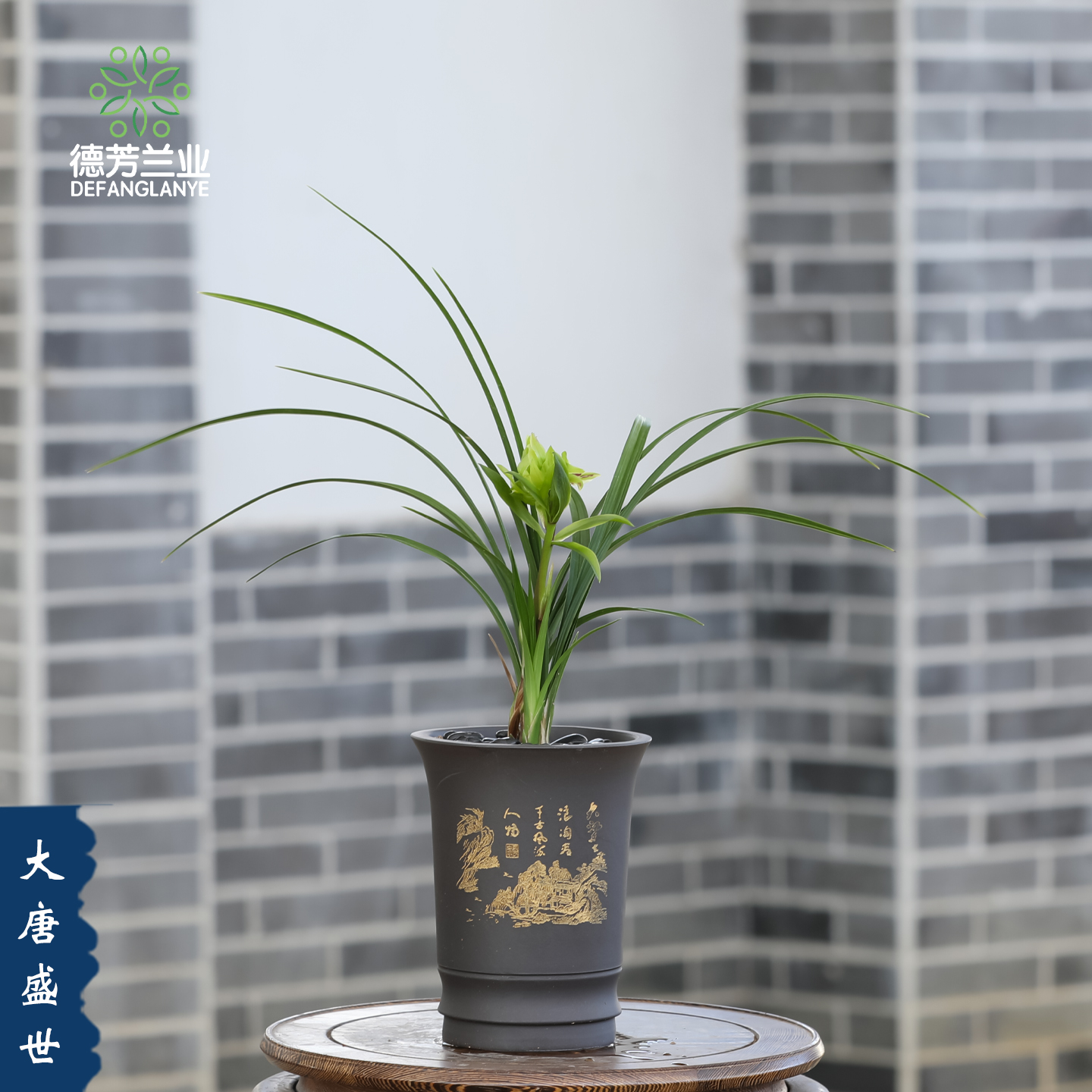 兰花苗春兰大唐盛世带花苞带盆种好室内兰草花卉植物盆栽好养浓香