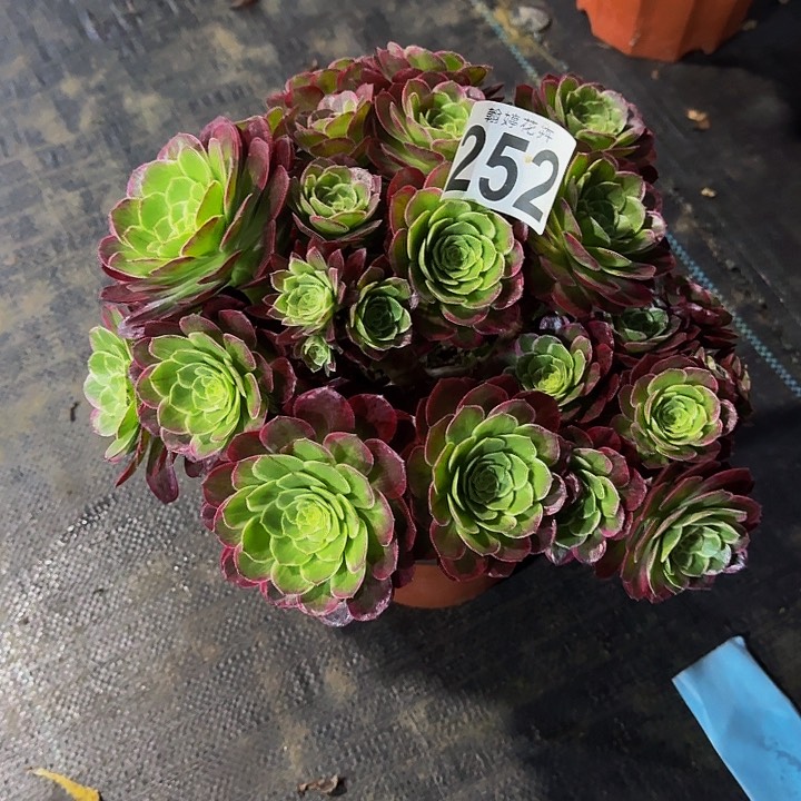 00000000000000000252万花筒