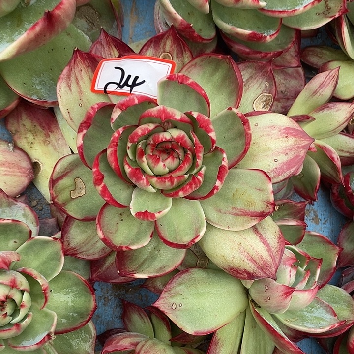 *****24///////////////