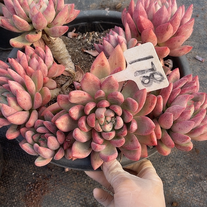 两单包邮，一物一拍，178仙贝