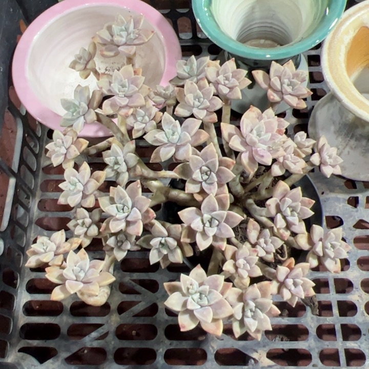 新疆包邮 阿伦陪