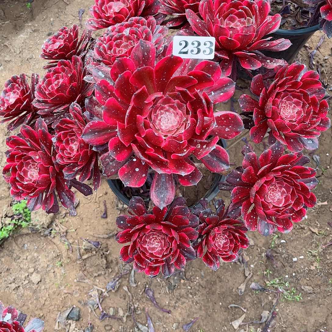 遇***开多肉植物233多肉