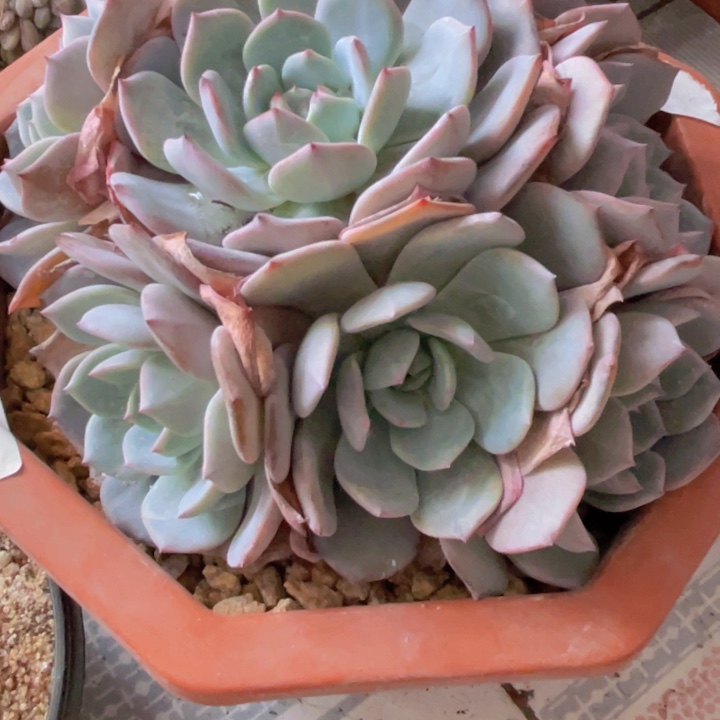 新茶多肉植物无砍