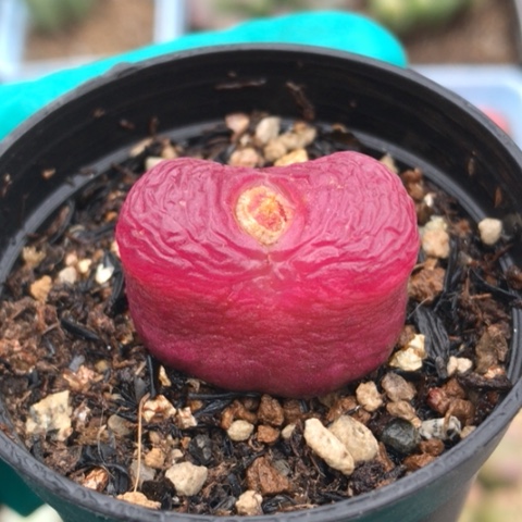 多肉肉锥 红宝石