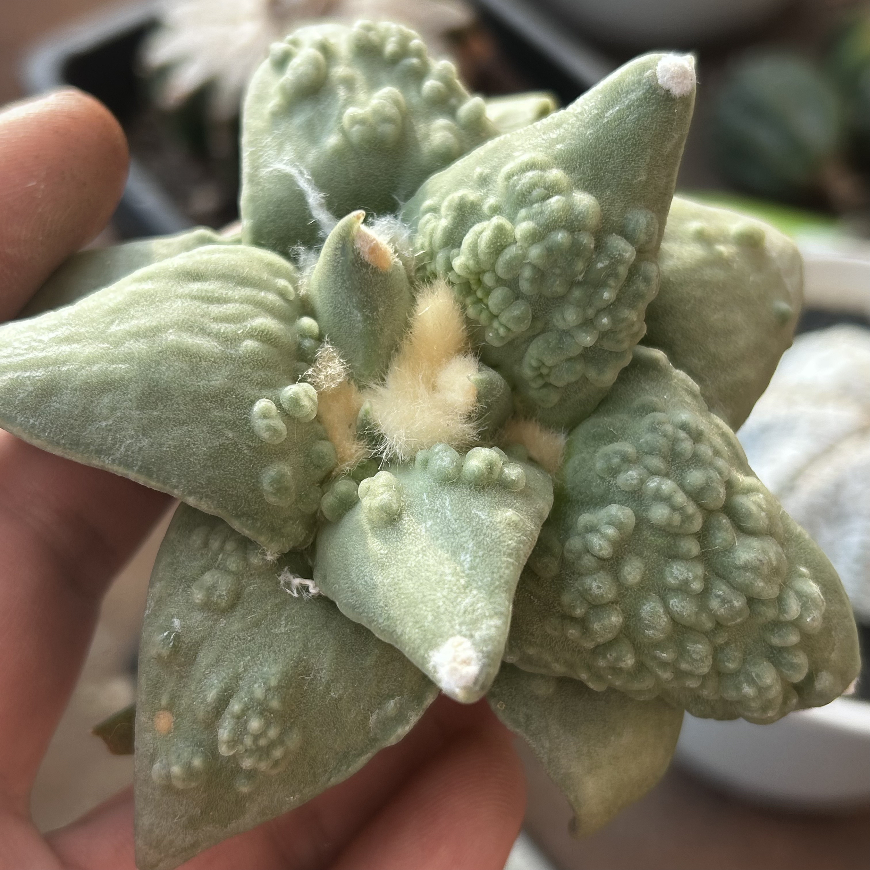 园艺仙人球/牡丹/实生大型怒涛9.1cm/s200