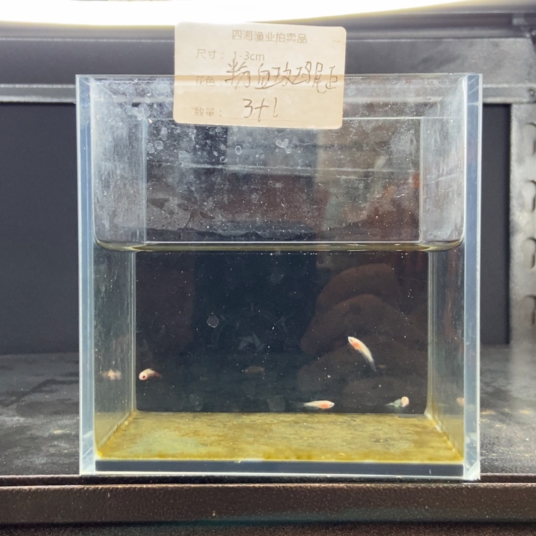 斗鱼包活不包损所见即所得193