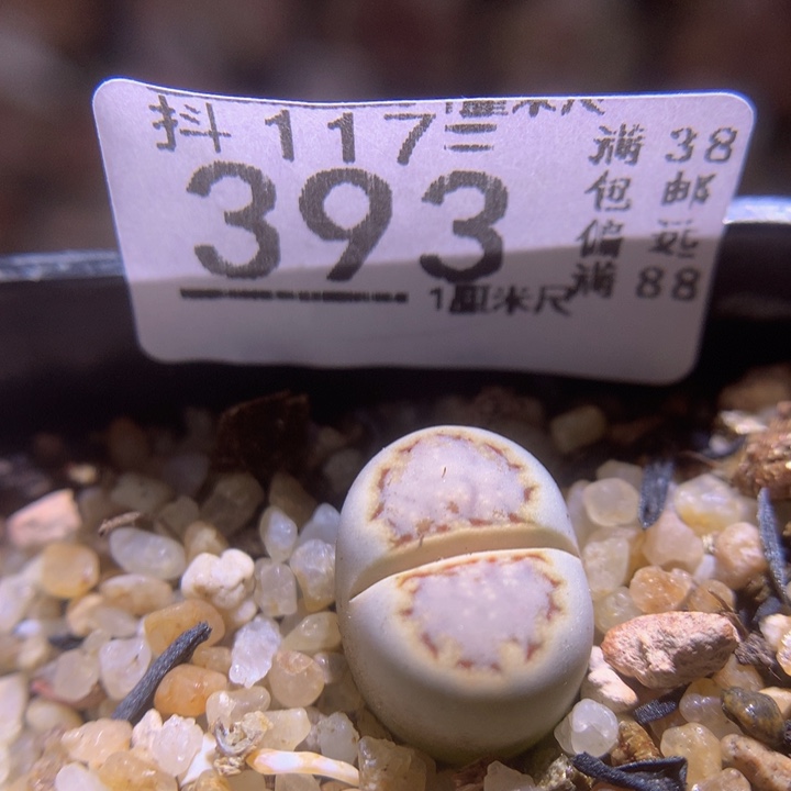 精品生石花117.393