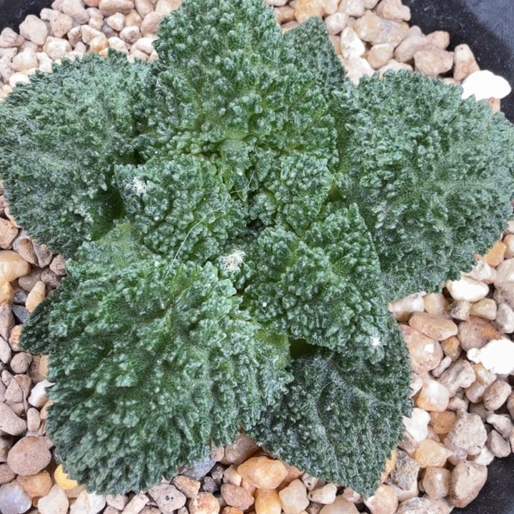 边境老头的超级哥斯拉