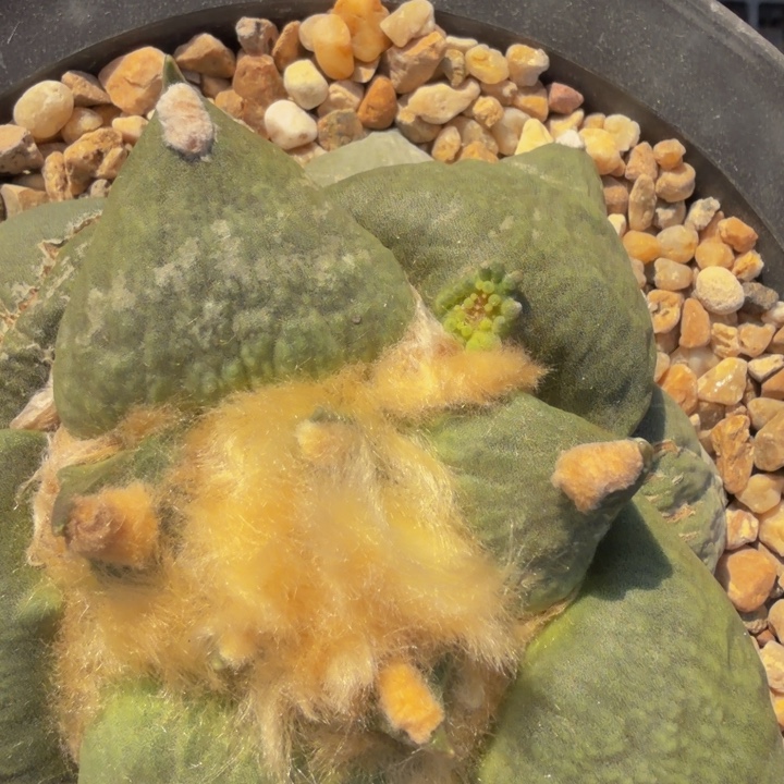 达摩外星怒锦小苗