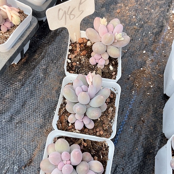 多肉植物汤圆985三个