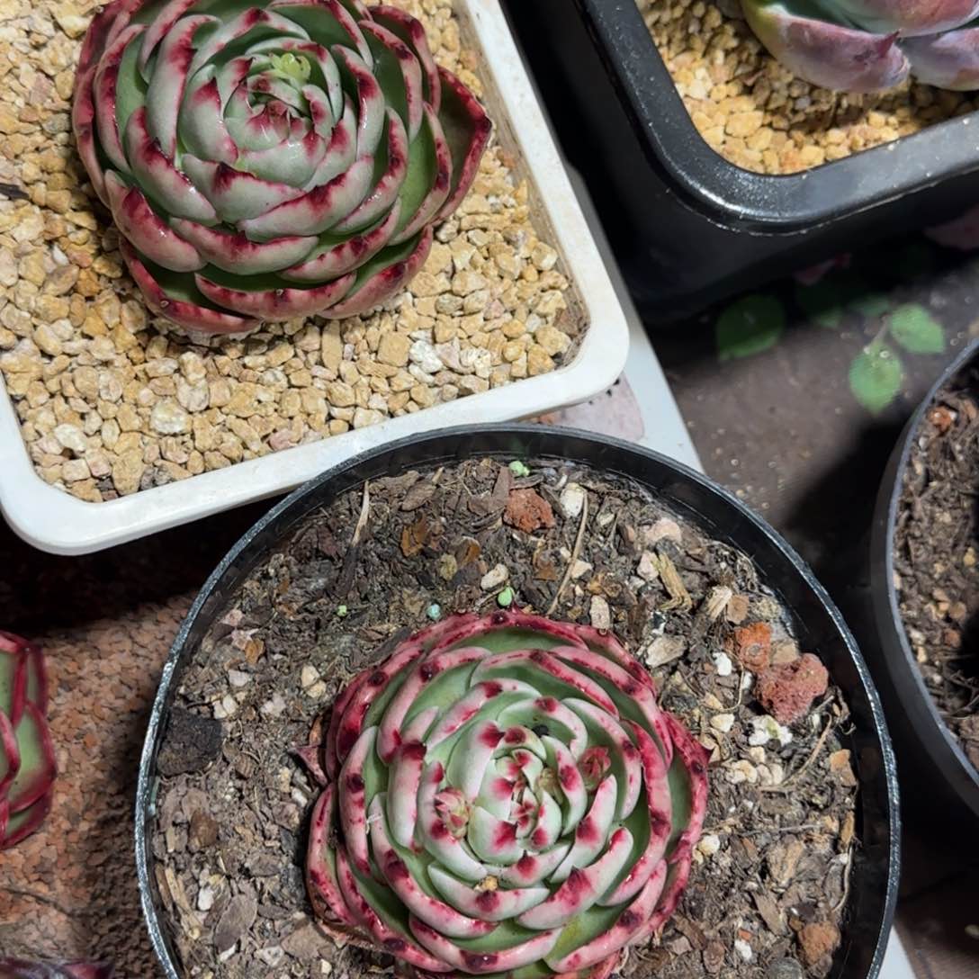 小***云南精品冬梅多肉118