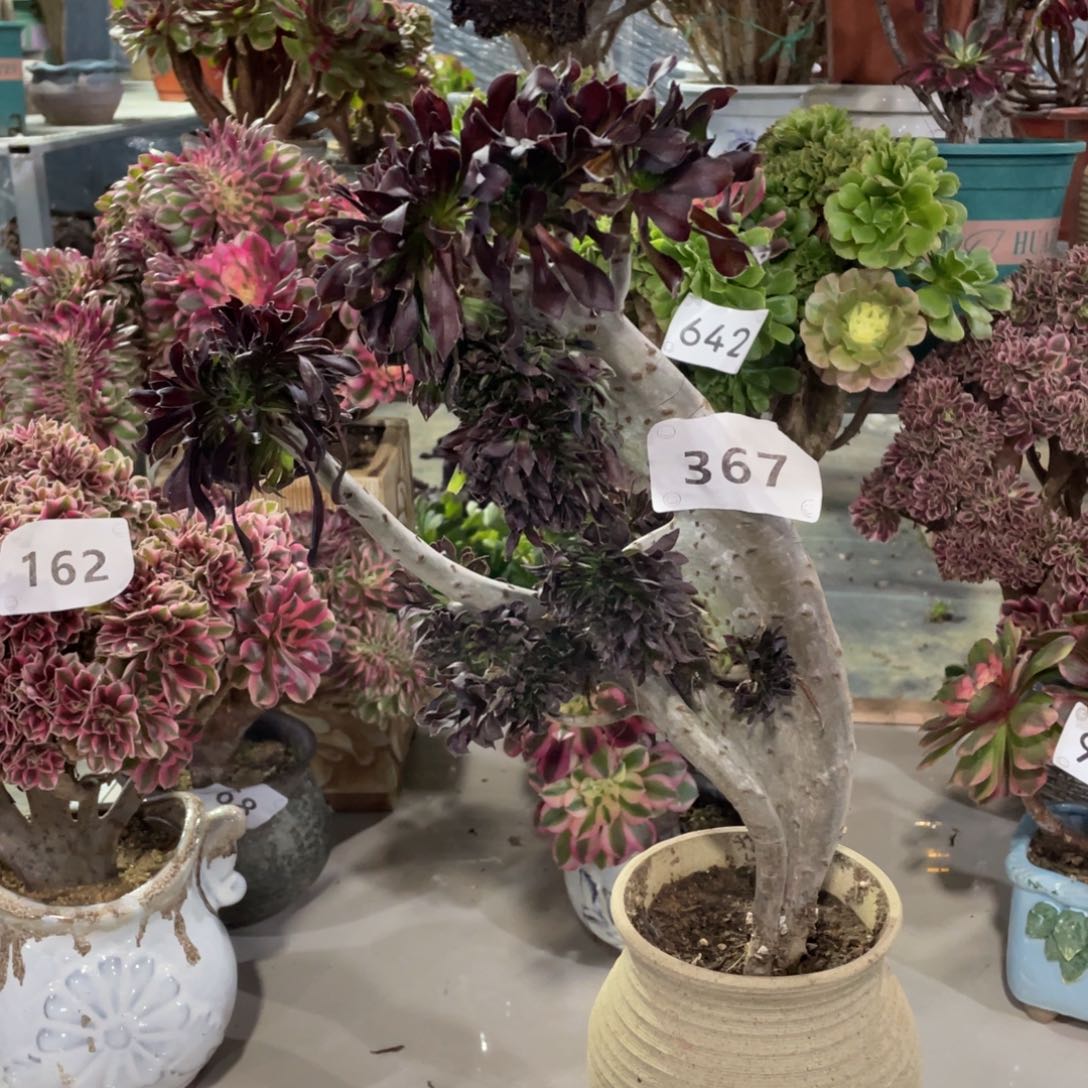 367黑法缀            多肉        