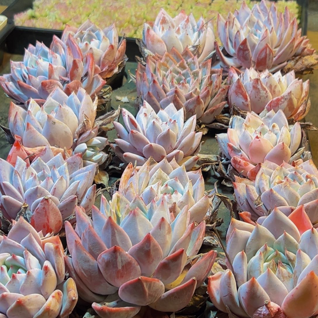 105多肉葡萄的味道是真的很好吃的