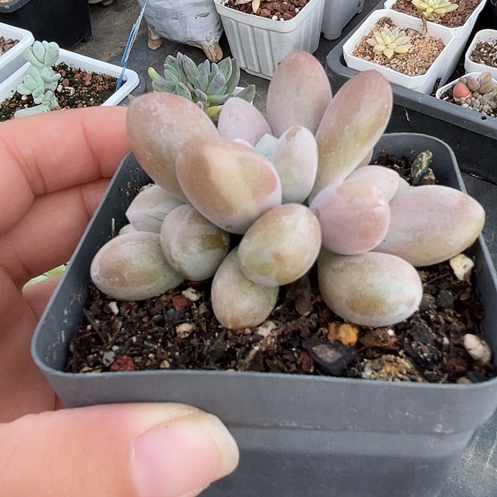 美人杂锦啊白锦啊啊啊