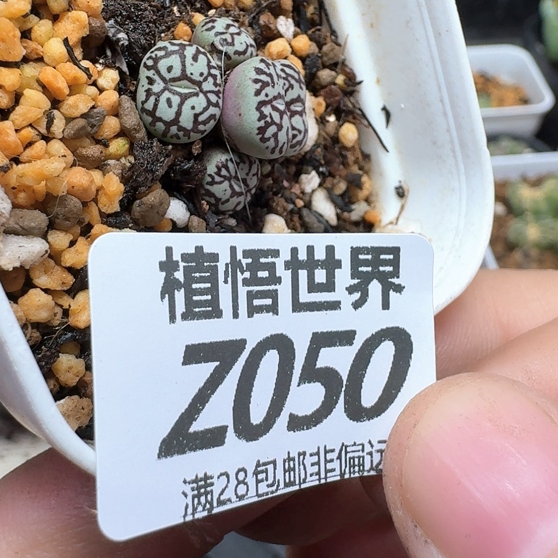 的植物的人多的人生fgh