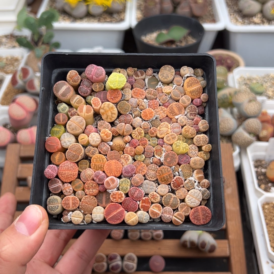 安***妮0475号彩拼 多肉植物