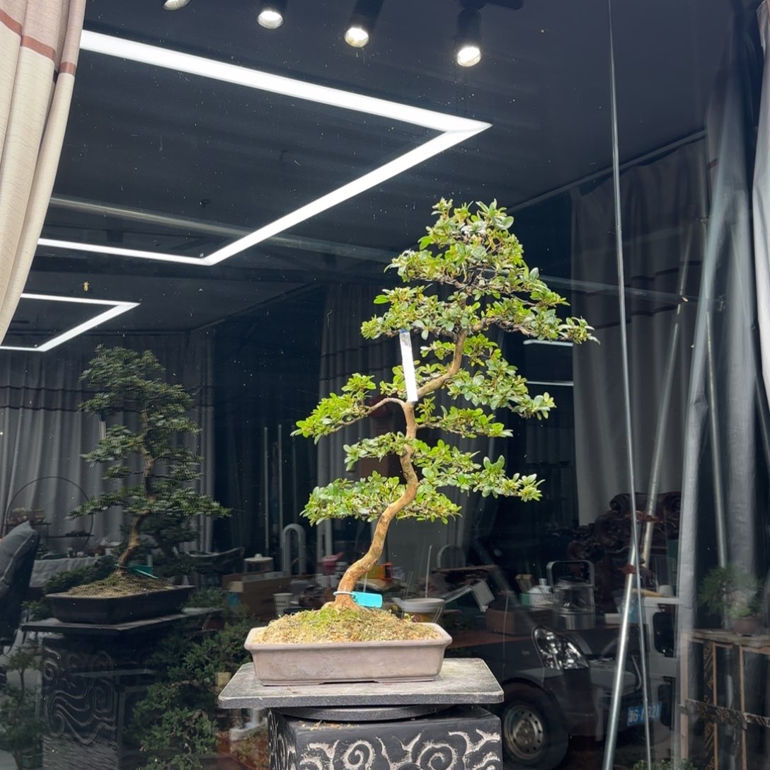 浮***生无花朵花卉苗木花卉苗木