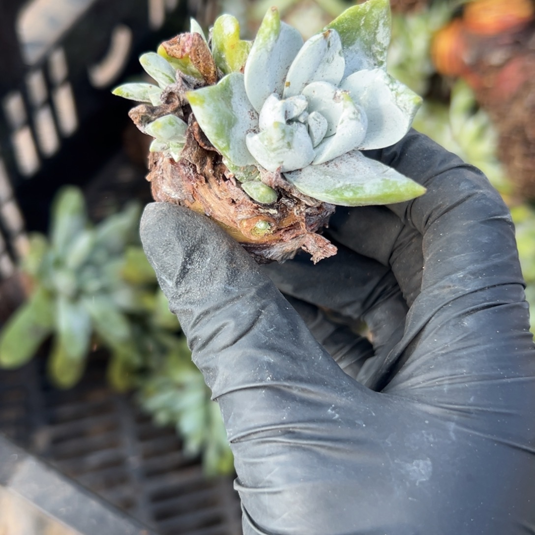 可可爱爱～一物一拍2644