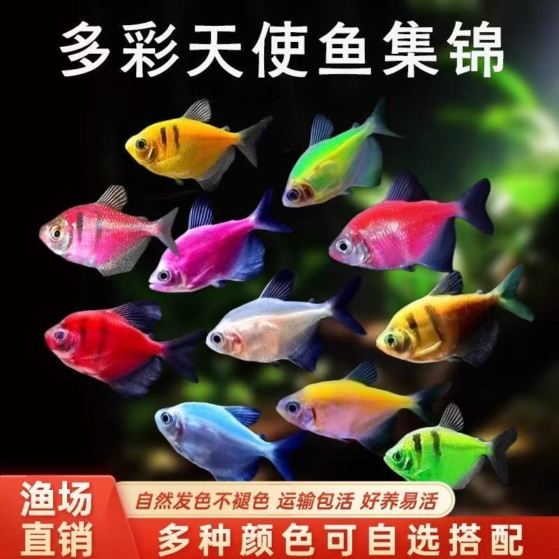 （批发单）糖果天使鱼不挑水不挑缸皮实耐养热带观赏鱼