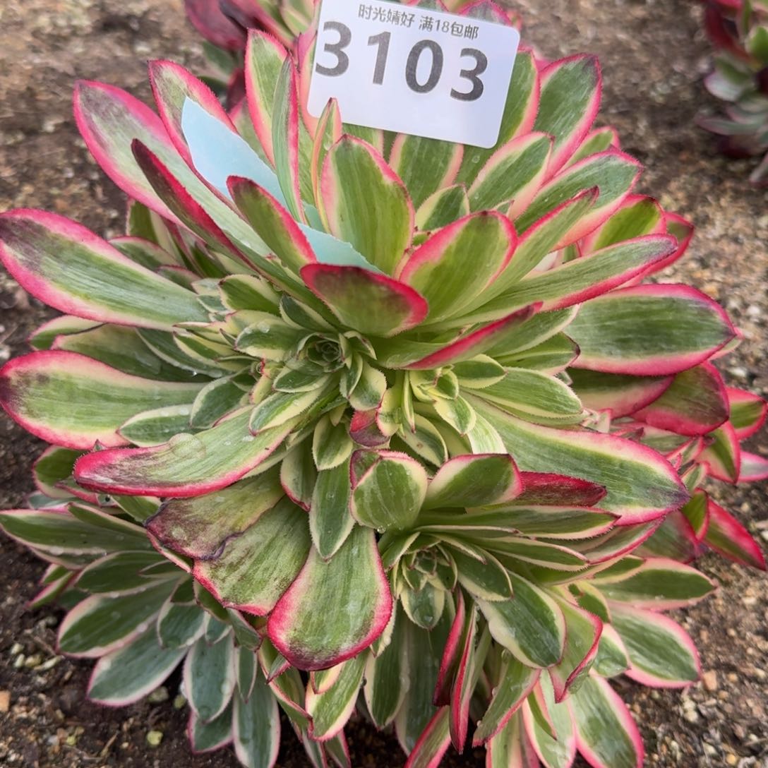 3103云荷多肉植物