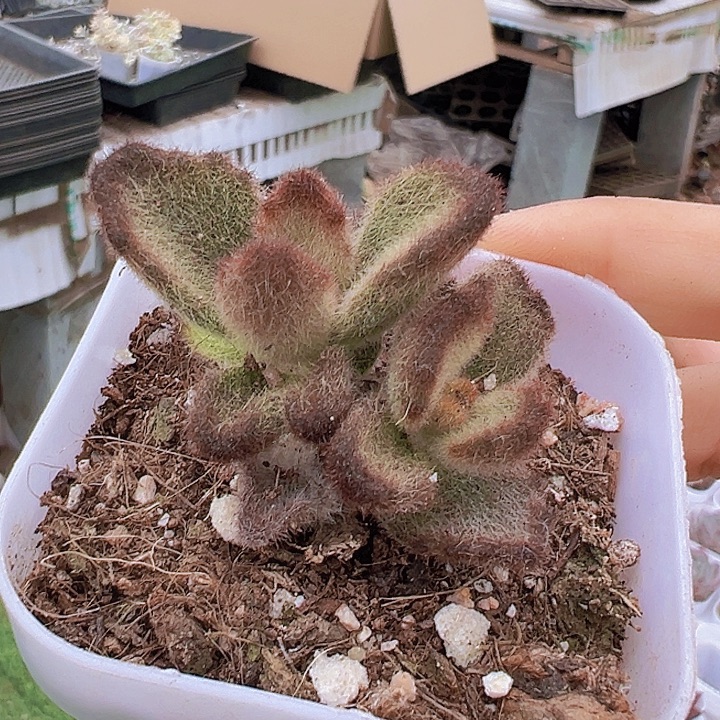 泰迪熊19包邮多肉