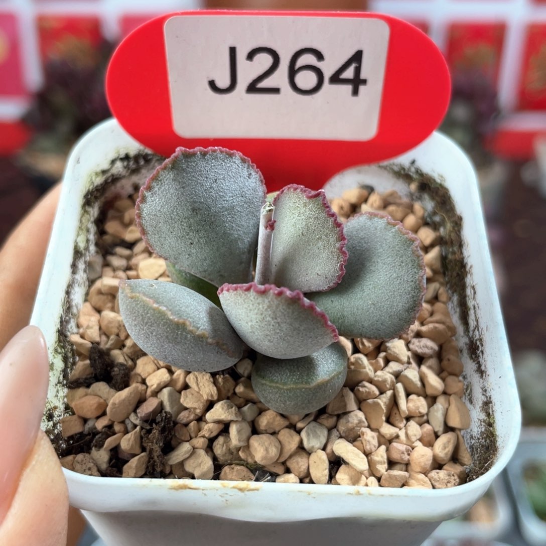 梦露。        264。      