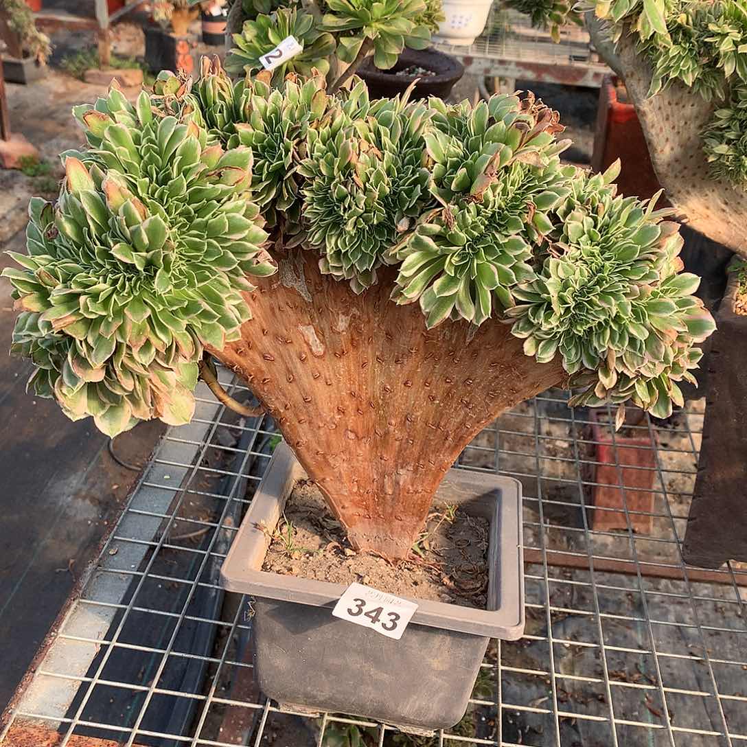 343白凤缀化缀化