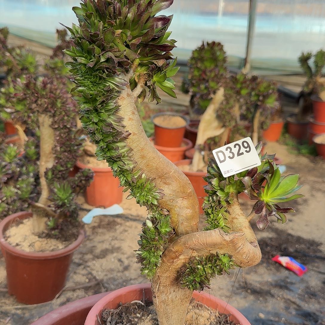 329黑法师有伤一颗满28包邮