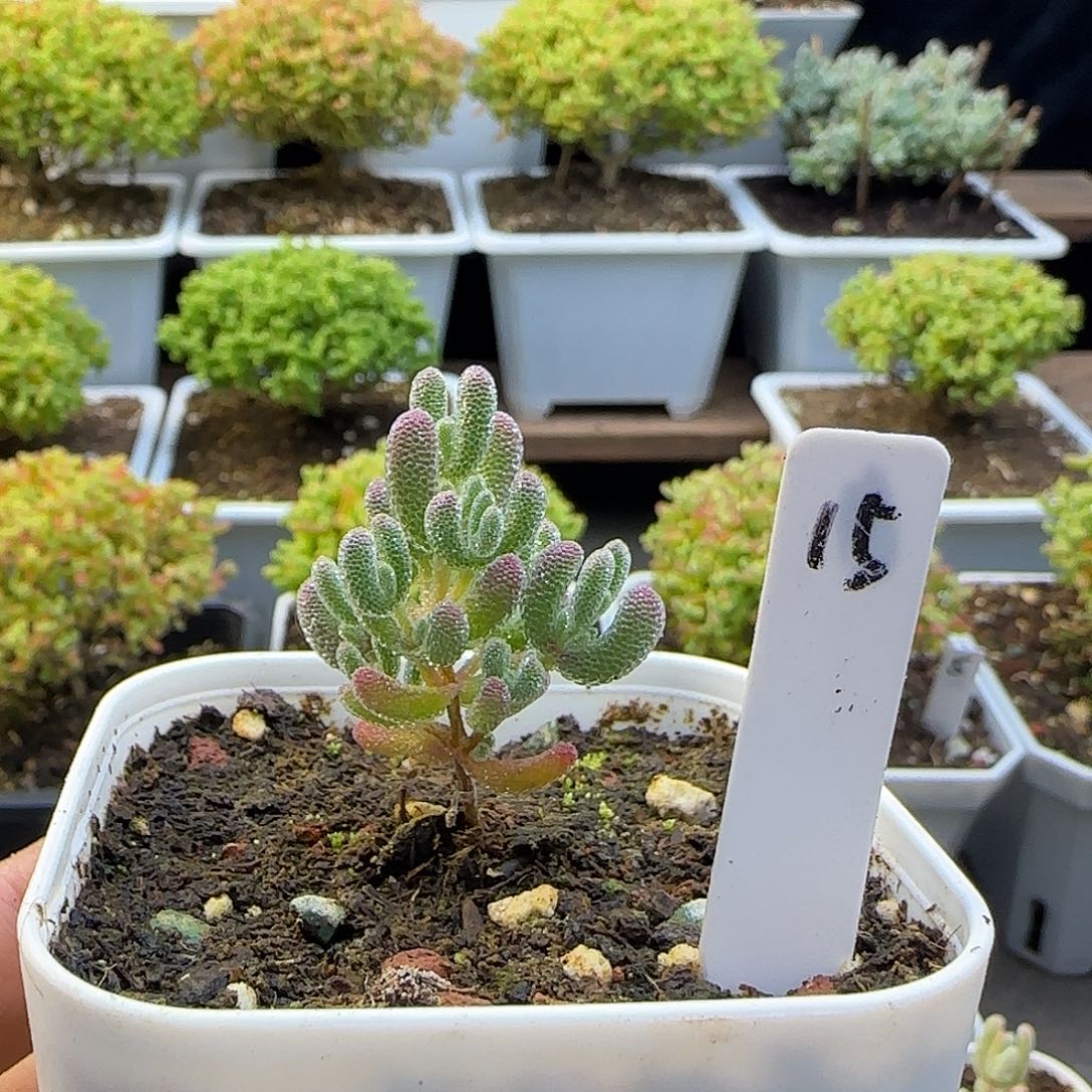 杨****实生冰晶枝干番杏专拍