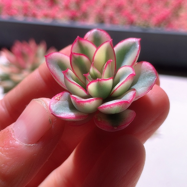 红花女王白覆轮锦有根