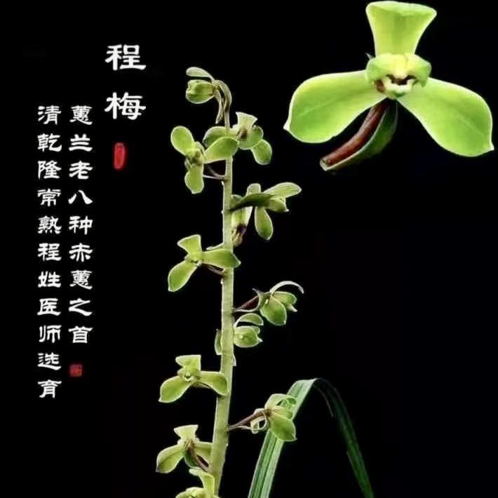 【程梅】惠兰名品 老种2苗 花开浓香 好养易活 对版