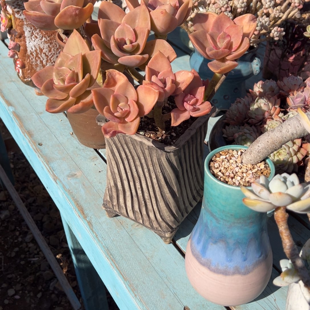 用***5贺氏多肉植物脱土