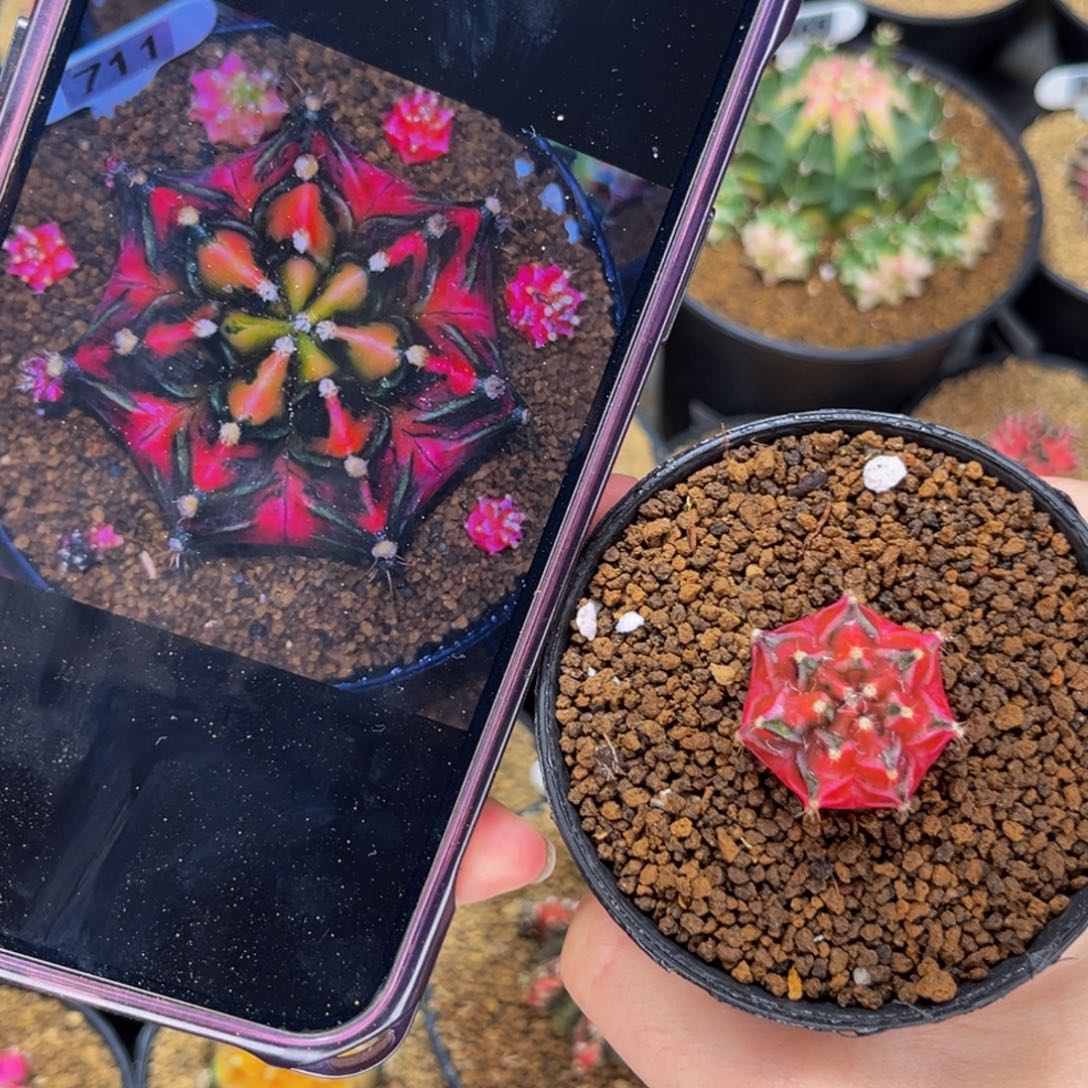 路西法 米哈仙人球