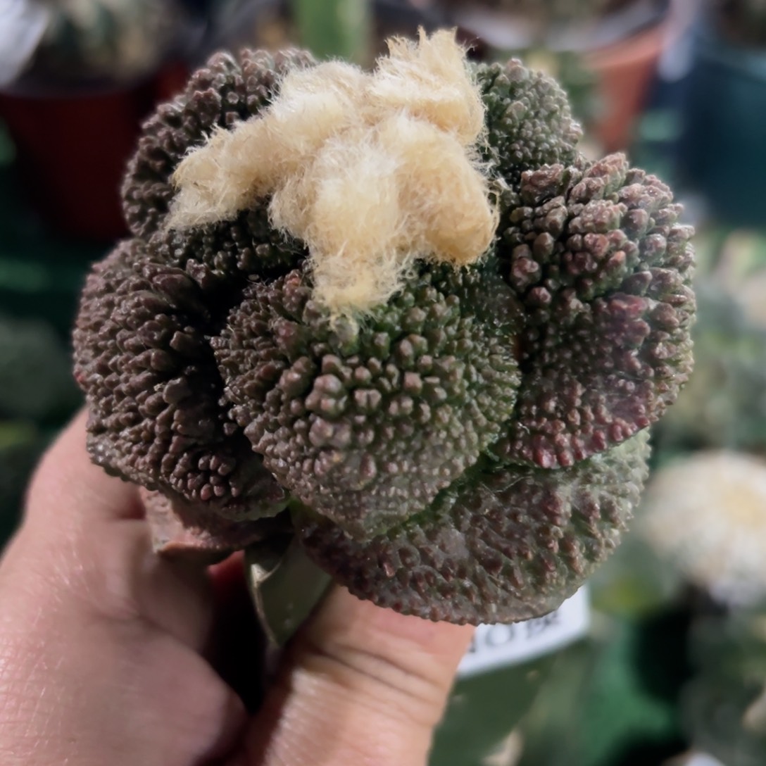 福利哥斯拉牡丹533