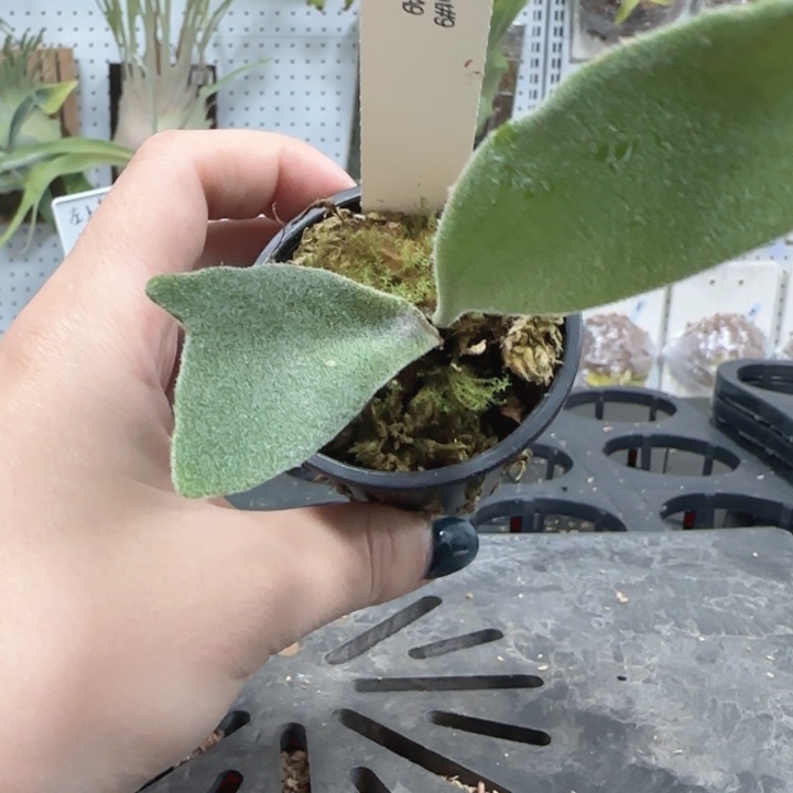 A9 鹿角蕨哦哦哦嗯嗯