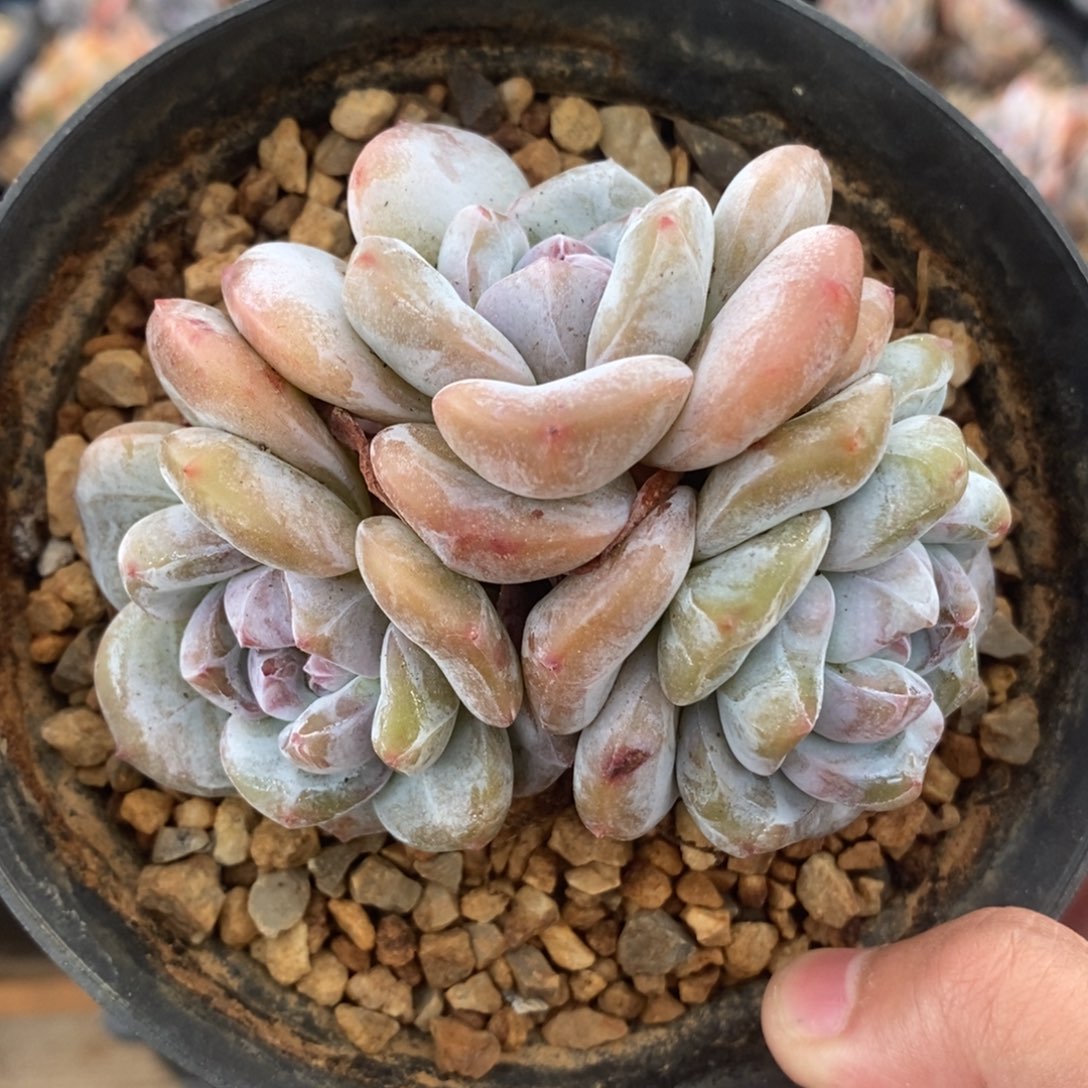 三头绿底紫心短圆肥 