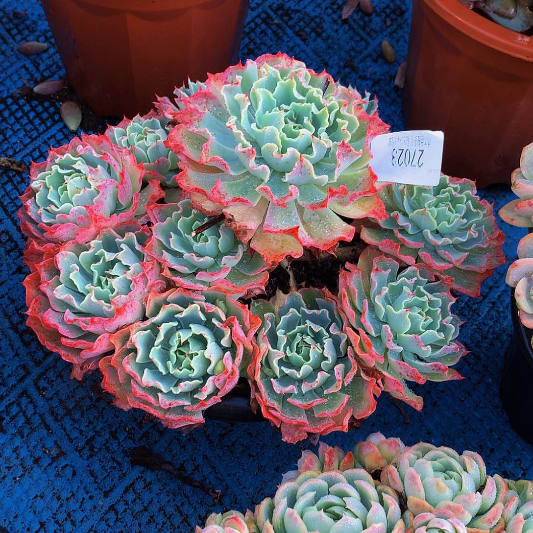 七***七   海啸多肉27023