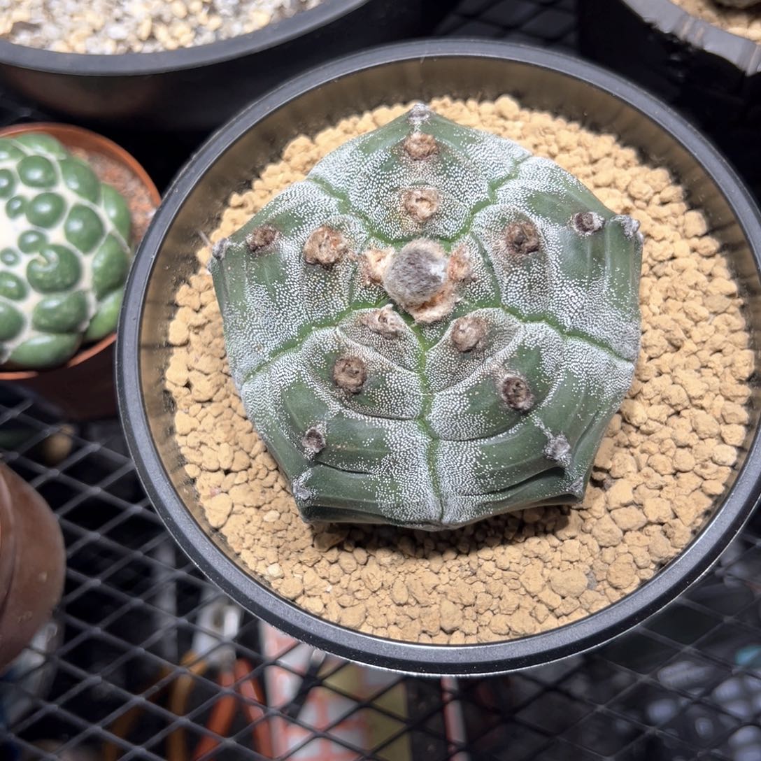 龟甲鸾凤玉9.3cm（带盆