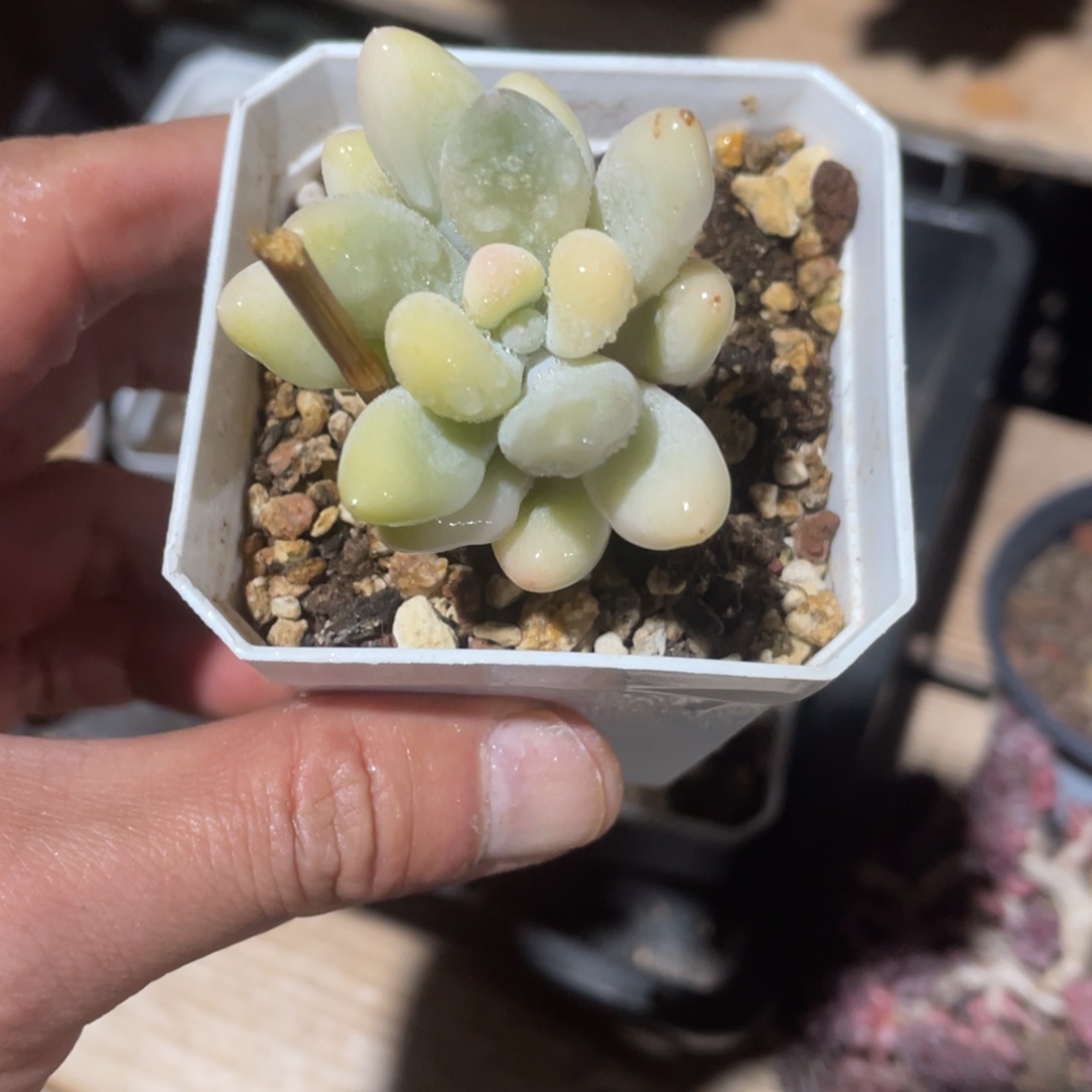 淘多肉奶酪锦一个