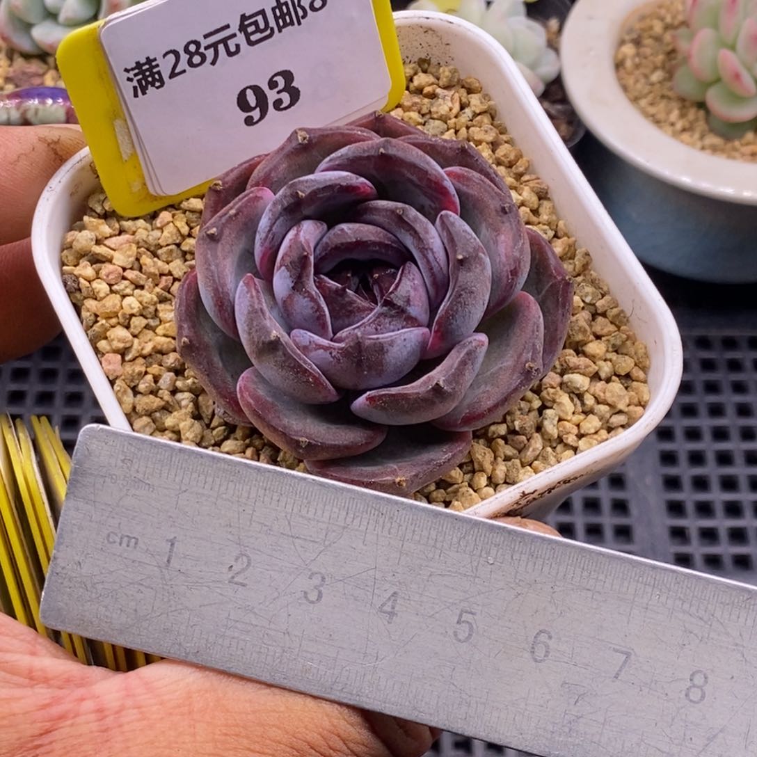 893老桩黑橙子单头福利