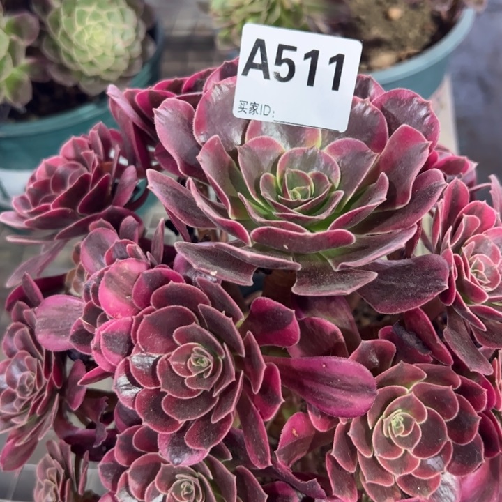 511凤冠23厘米左右半木质