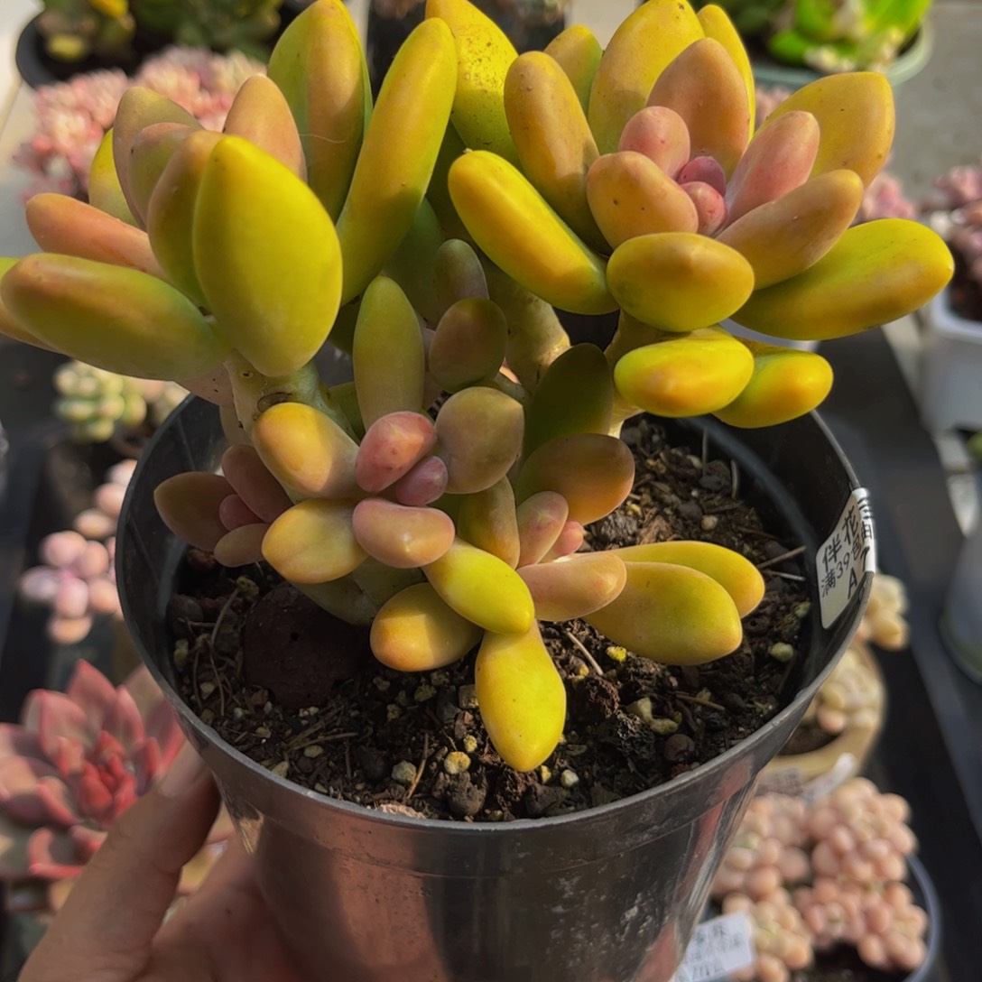 @***心704芒果奶13cm多肉