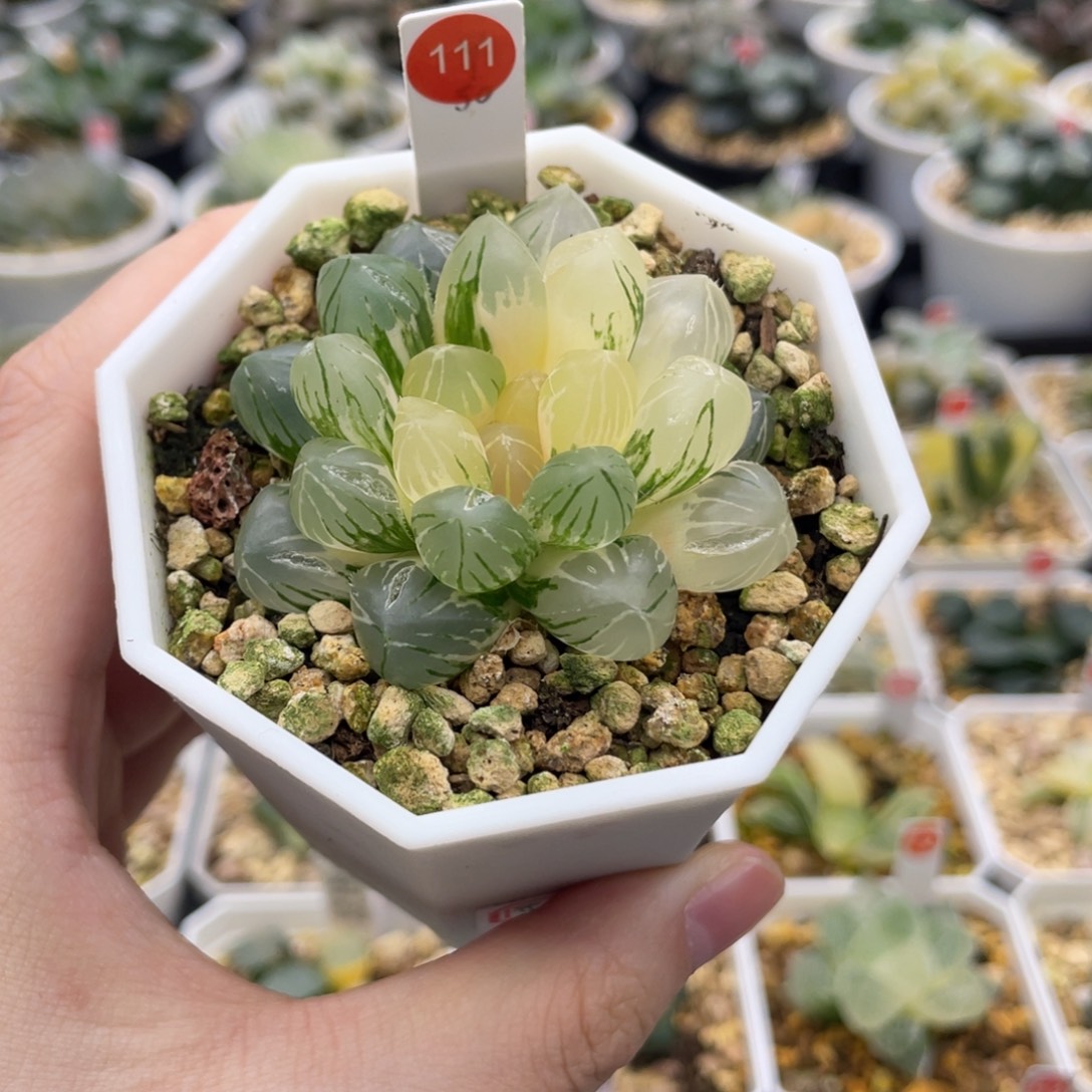 脱土发货 111 紫王锦