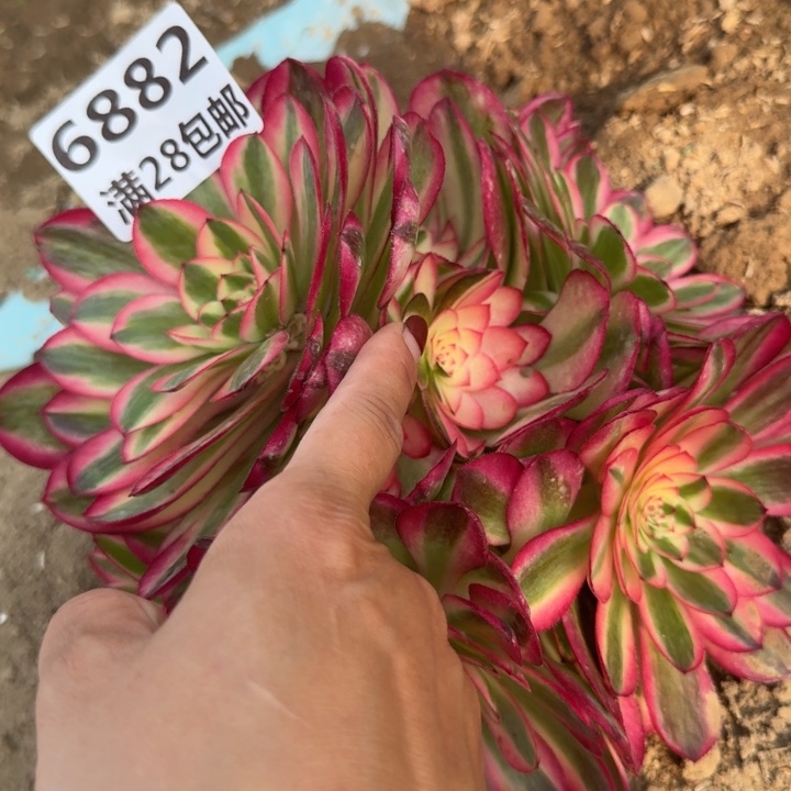 6882二号棚倾城多肉M