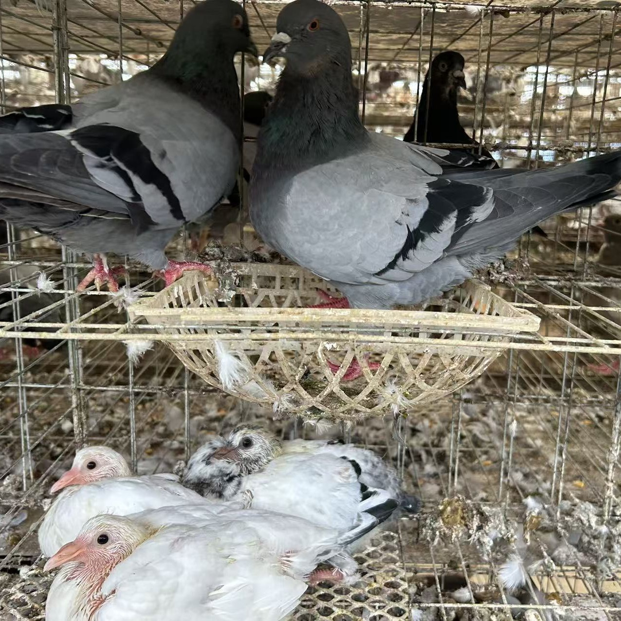 落地王产蛋王花色黑色种鸽