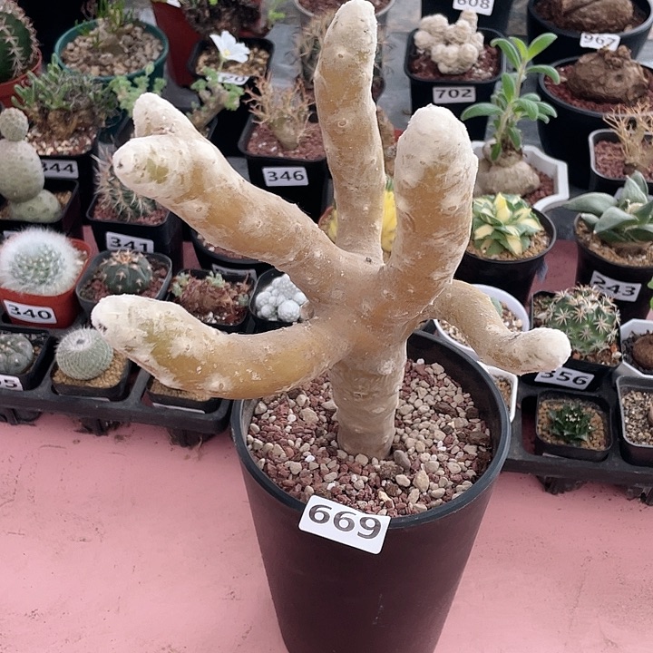 669超大雪露厚墩菊