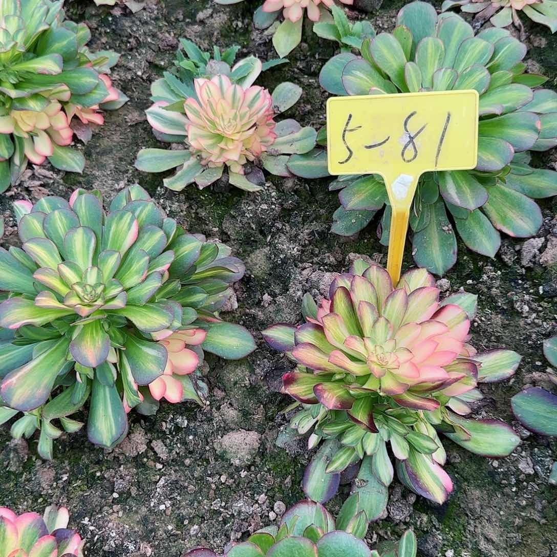 卢*5-81-+-多头多肉植物