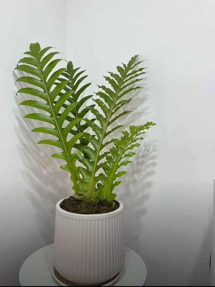 网红室内外绿植蕨类室内绿植客厅绿植盆栽王冠厥好栽好养净化空气
