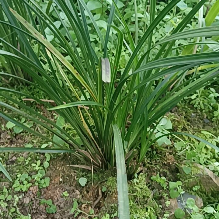 浓香型虎头兰苗室内桌面绿植阳台盆栽
