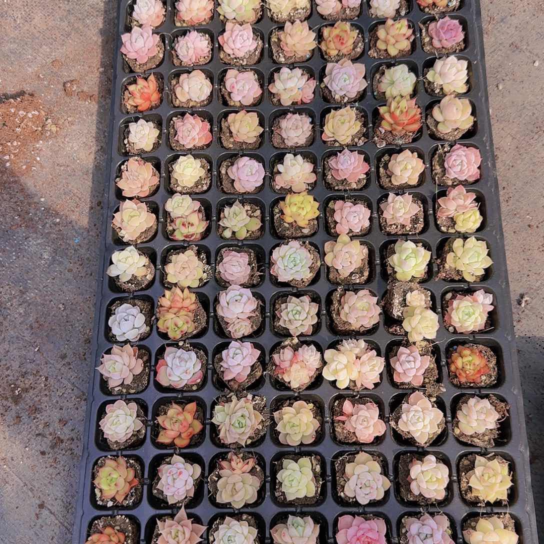 直播一物一拍多肉20